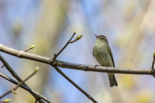 Kurs Vogelbestimmung