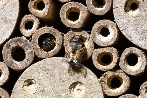 Hotelgäste - Insektenhotel