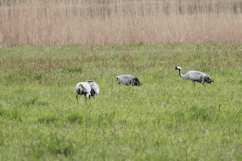 Prerow an der Ostsee - Kraniche