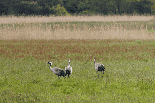 Prerow 2023 – Urlaubsreise an die Ostsee