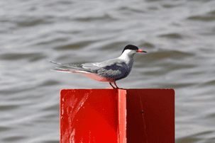 Prerow  an der Ostsee