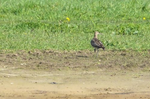 Großer Brachvogel