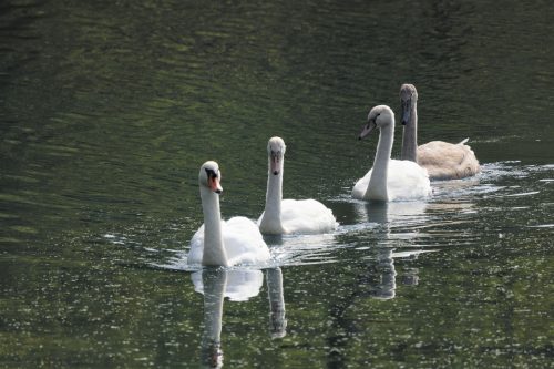 Höckerschwan