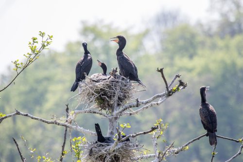 Kormoran