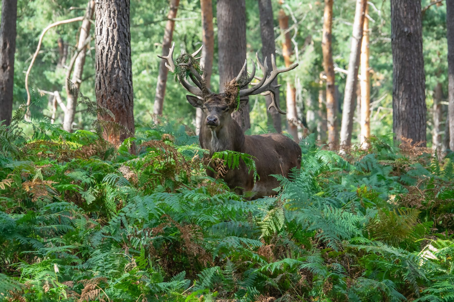 Hirschbrunst – Liebe, Kämpfe und Leidenschaft im Wald