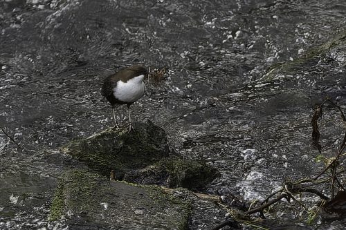 Abtskücher Teich  - Wasseramsel