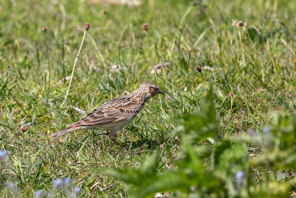 Borkum mit Behinderung 4