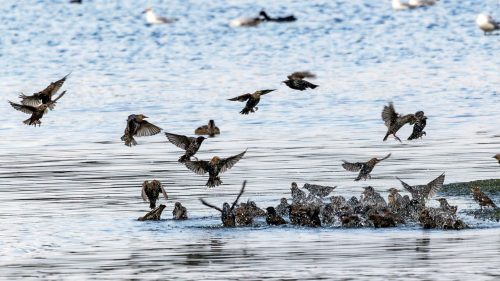 Naturschutzgebiet Rieselfelder