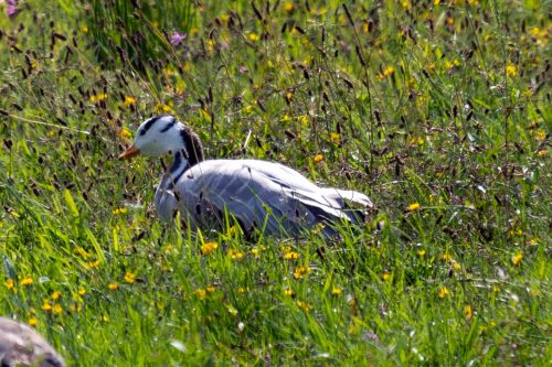 indische Streifengans