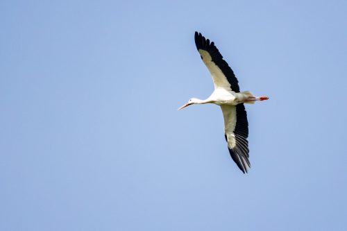 Naturschutzgebiet Rieselfelder