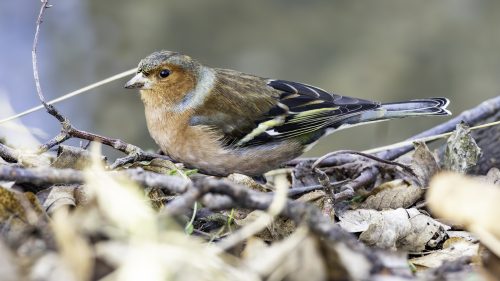 Buchfink oder Bergfink?