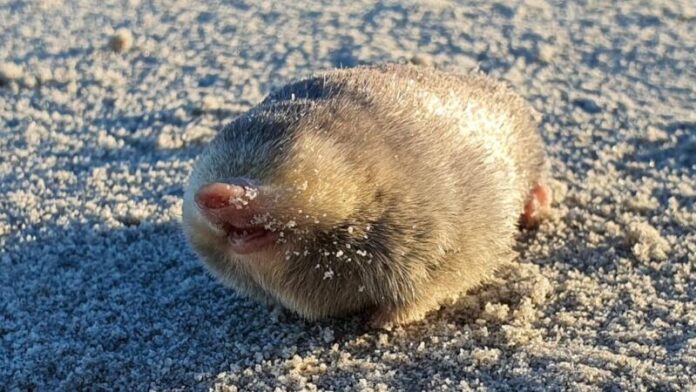 De Winton's golden mole. Image credit: JP Le Roux.