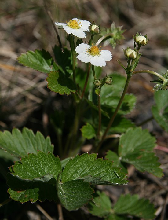 Skovjordbær i blomst