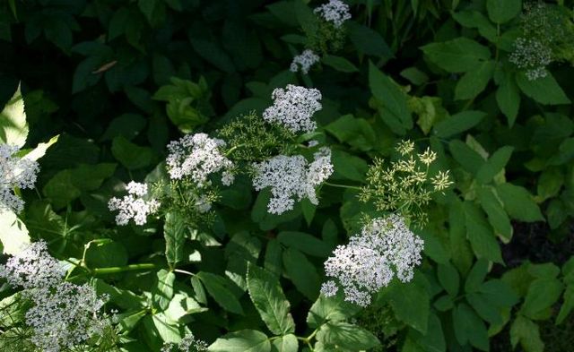 Skvalderkål i blomst