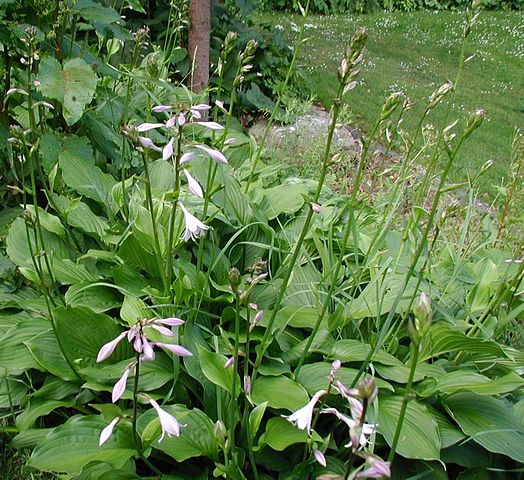 Hosta sieboldiana