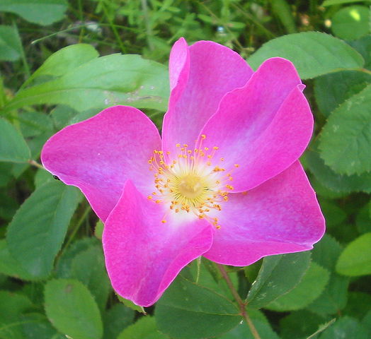 Fransk rose
