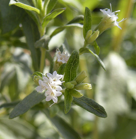 Stevia blomst