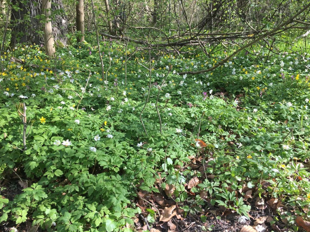 vår i dalby söderskog