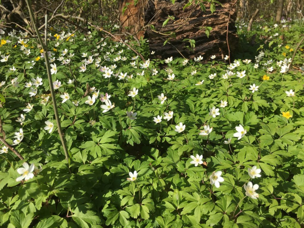 vår i dalby söderskog