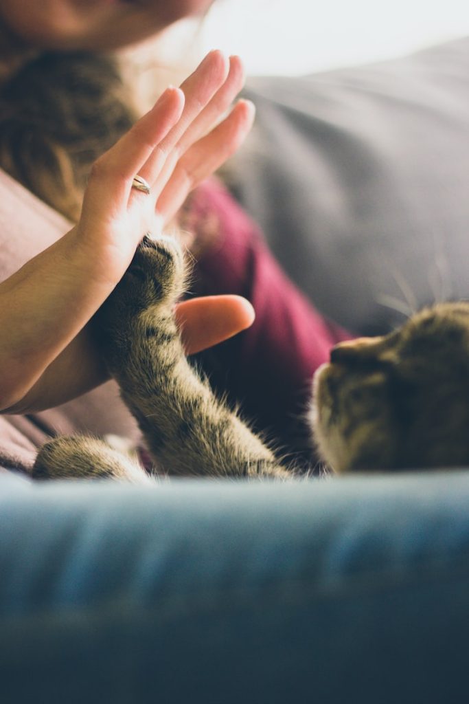 woman in pink shirt holding black long fur kitten