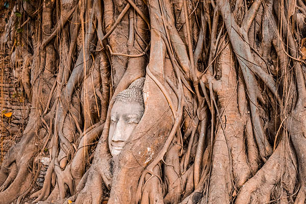 buddha nell'albero