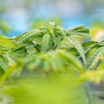 DanCann Pharma - Lovforslag om medicinsk cannabis