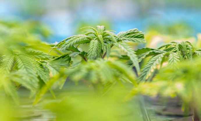 DanCann Pharma: Lovforslag om medicinsk cannabis