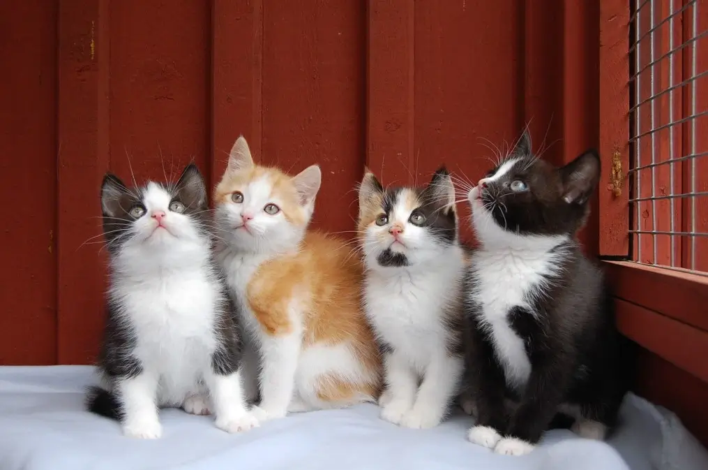 Fyra katter hos Vallentuna Kattcenter