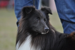 hund-huvud-blick