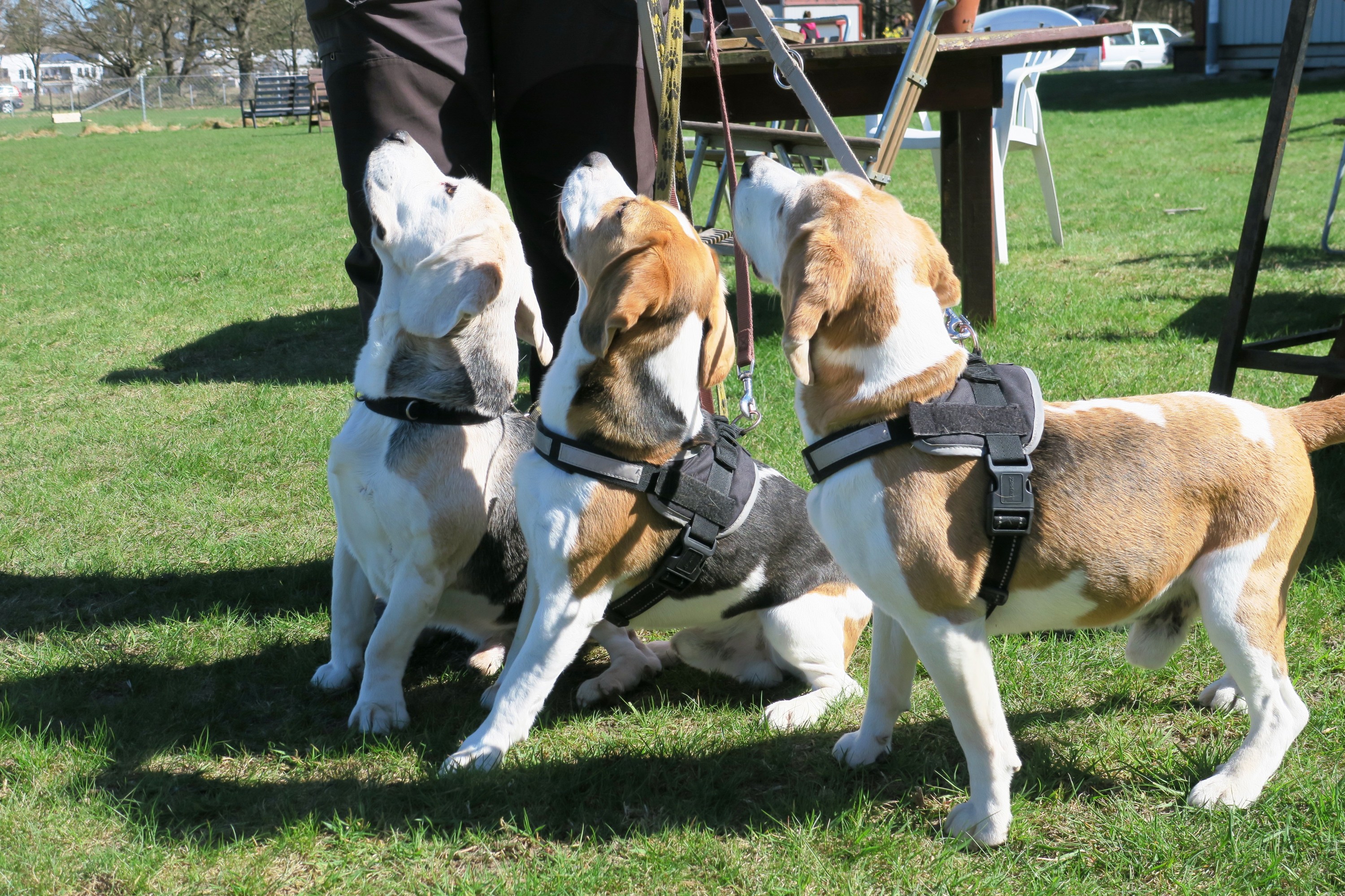 Träning, Beagle hundar