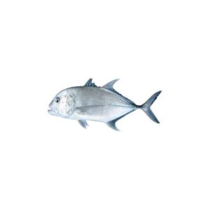 CARANGUE TREVALLY