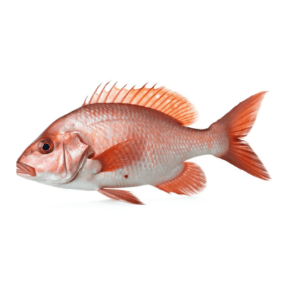 DARNE TILAPIA ROUGE