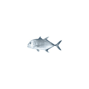 CARANGUE TREVALLY 300/800 10K PROMO