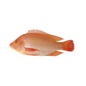 TILAPIA ROUGE