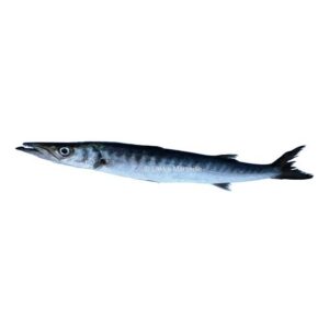 BARRACUDA ENTIER