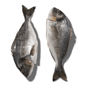 DORADE SEABREAM