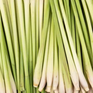 FEUILLES DE CITRONNELLE