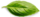 basil-leaf-e1646853042627 (1)-min