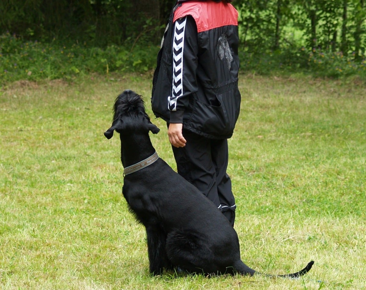 Hundetræning: At få resultater kræver mange gentagelser