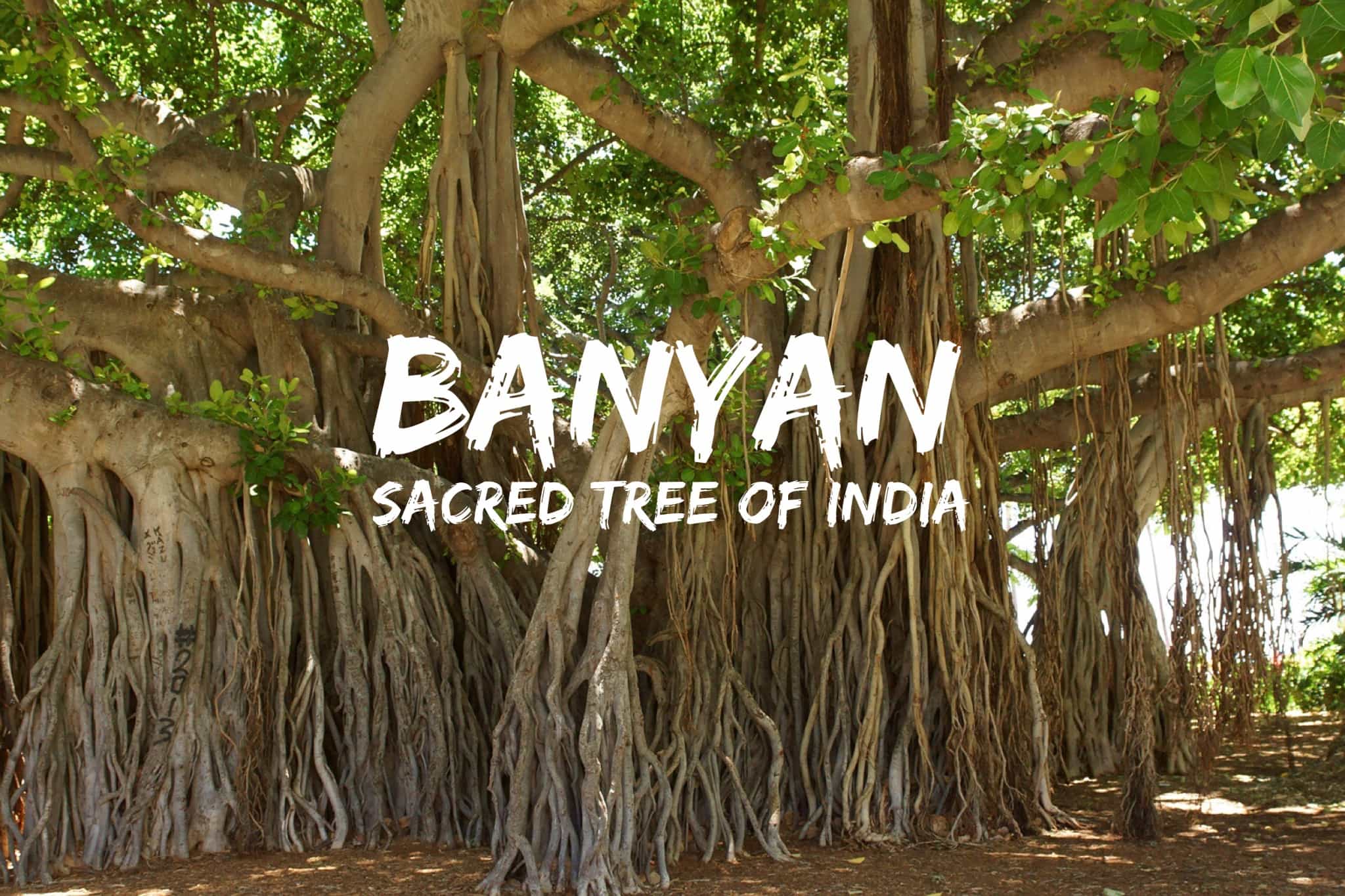 The Banyan tree, a spiritual.place to come together and share insights and views