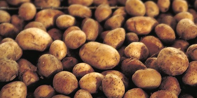 En ny amerikansk studie har funnit att potatisen inte är lika ohälsosam som man tidigare trott. Detta förutsätter hyfsd kvalité och att den tillagas korrekt. Foto: Wikipedia /Public domain