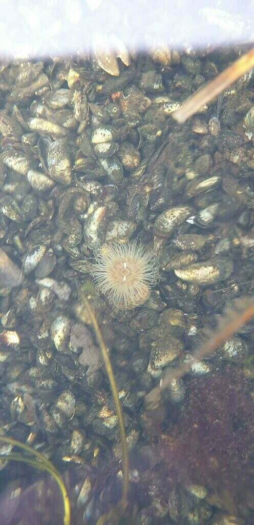 Søanemone set fra GLASKAJAK® på tur med VisionKayak - ture og oplevelser i gennemsigtige kano-/kajakhybrider på Limfjorden ved Skive i Jylland. Fungerer som store vandkikkerter - glasbundskanoer eller glasbundskajakker, der lader dig gå på opdagelse i det ellers normalt hemmelige og skjulte liv under overfladen med dansk søanemoner, blåmuslinger og meget mere