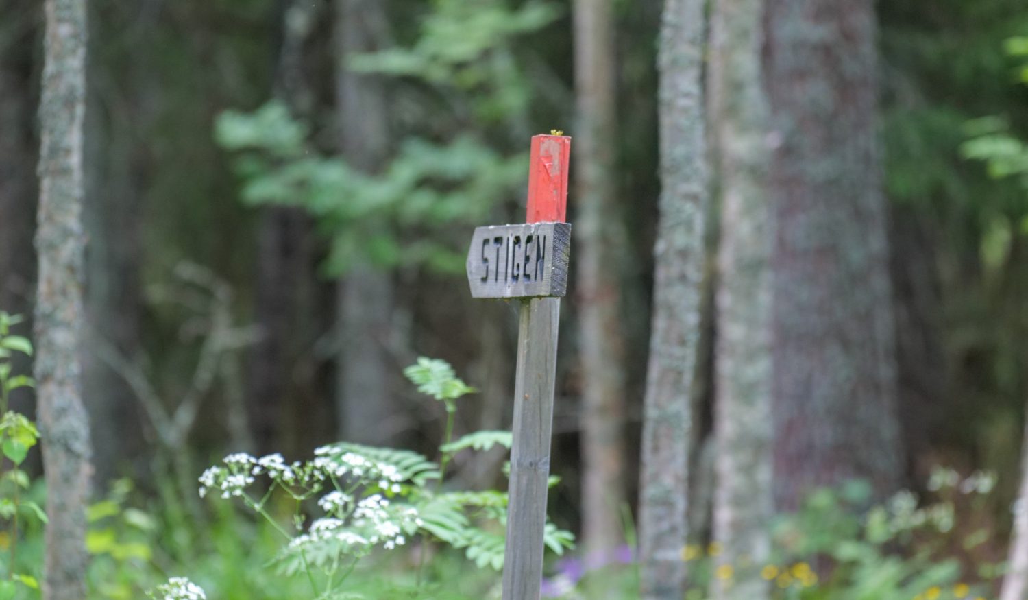 Östbjörka-Naturreservat-Visit-Rättvik8