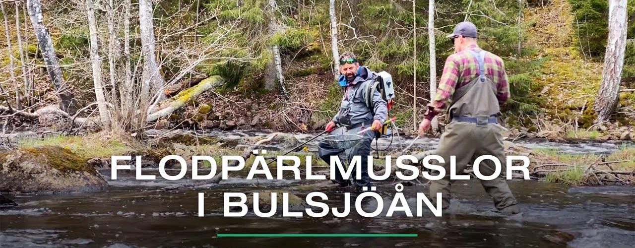 Flodpärlmusslor i Bulsjöån, Ydre - SportFiskarna
