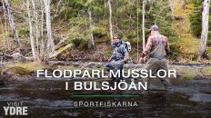 Flodpärlmusslor i Bulsjöån, Ydre - SportFiskarna