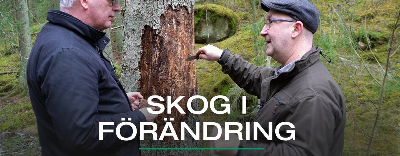 Skog i förändring | VISIT YDRE