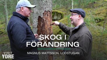 Skog i förändring | VISIT YDRE