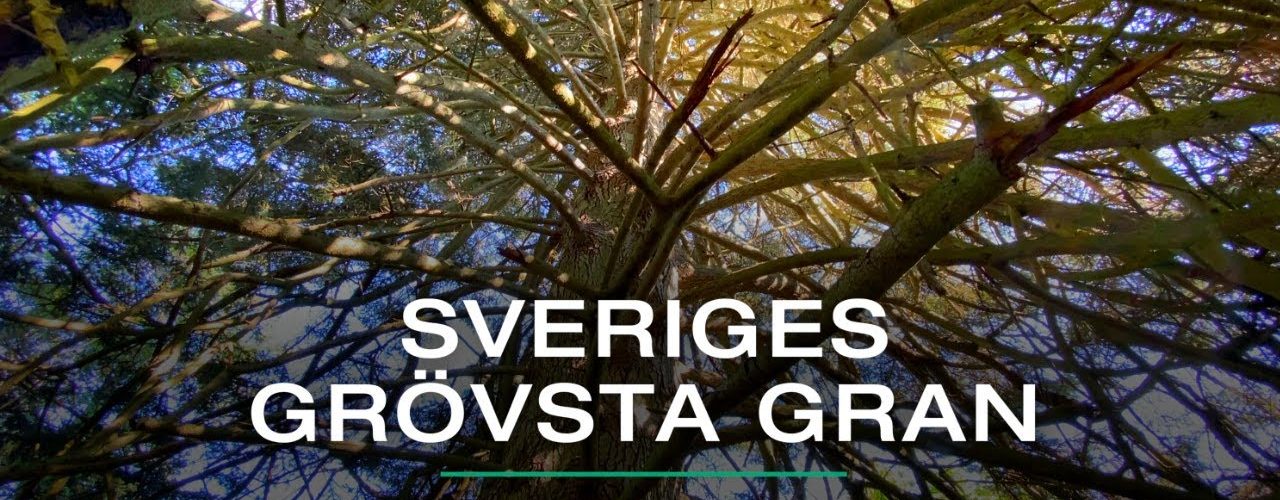 Sveriges grövsta gran, Asby-granen | VISIT YDRE