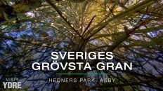 Sveriges grövsta gran, Asby-granen | VISIT YDRE