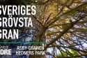 Sveriges grövsta gran - Asby-granen Ydre kommun | VISIT YDRE